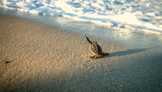 baby honu